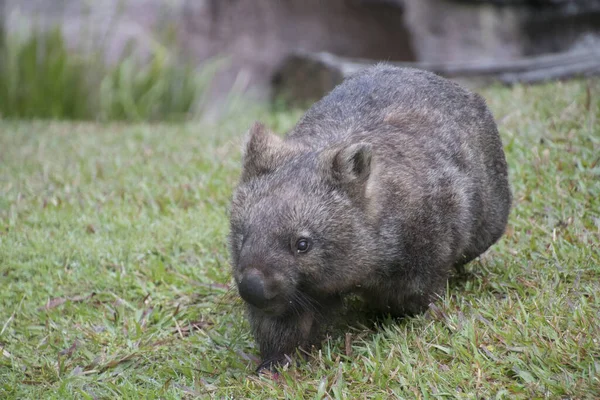 A cute wombat on the meadow — Stok fotoğraf