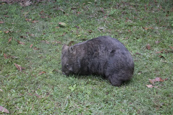 A cute wombat on the meadow — Stock fotografie