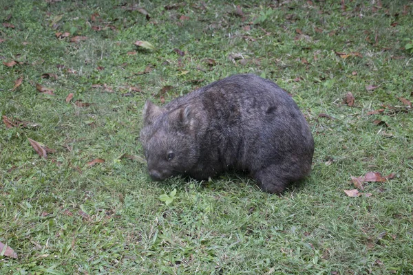 A cute wombat on the meadow — Stockfoto