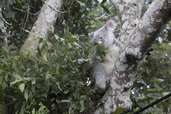 Un koala nell'albero — Foto Stock