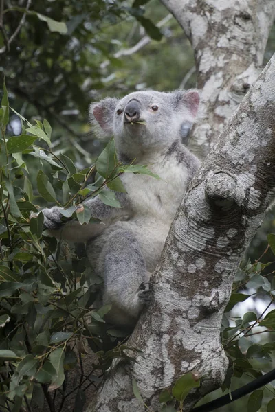 A koala in the tree — ストック写真