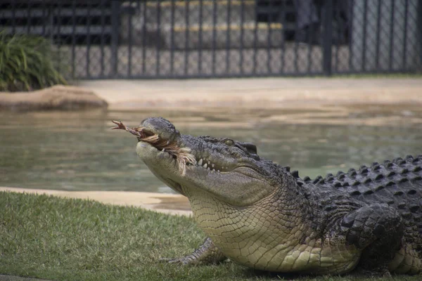 An eating crocodile — Stockfoto