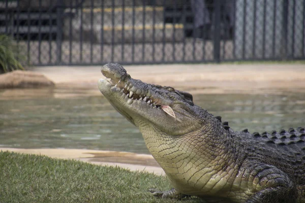 An eating crocodile — Stockfoto