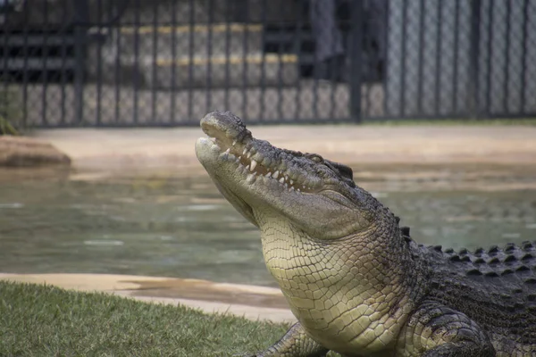 An eating crocodile — Stockfoto