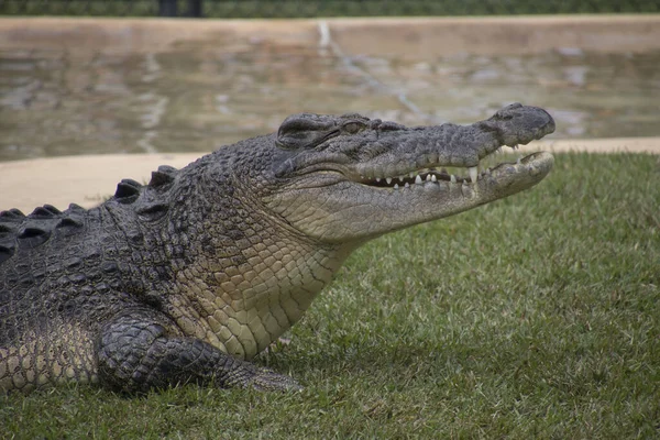 An eating crocodile — Stockfoto