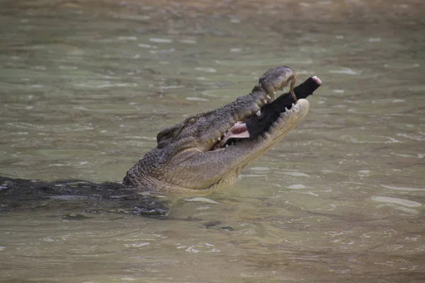 An eating crocodile — Stockfoto