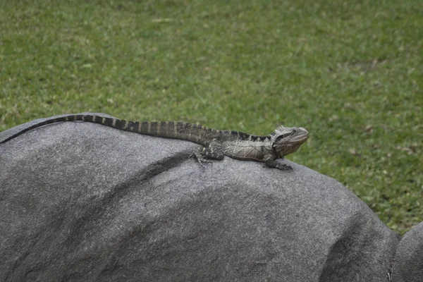 Photo of an Australian water dragon — Stockfoto