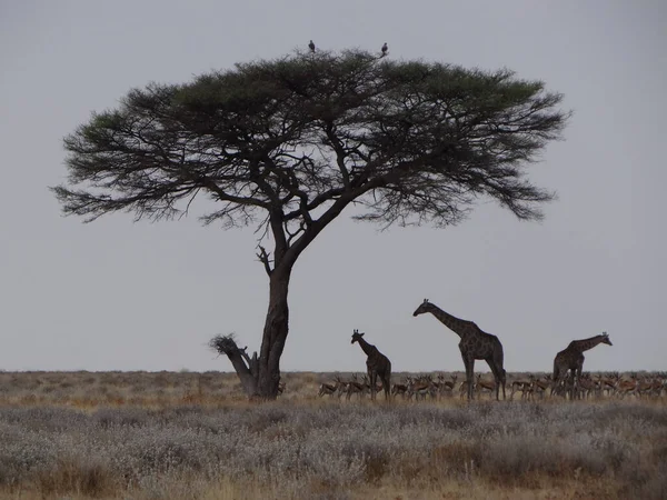 Alcune Giraffe Trovano Fronte Albero Nella Steppa Namibiana Del Parco — Foto Stock