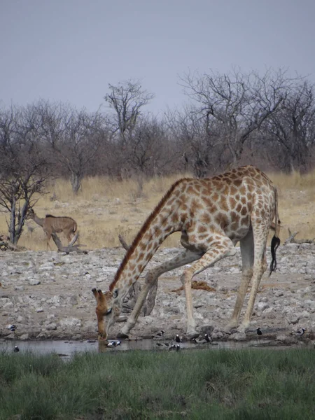 Giraffe Stands Water Hole Etosha National Park Namibia Sunny Warm — Stock Photo, Image