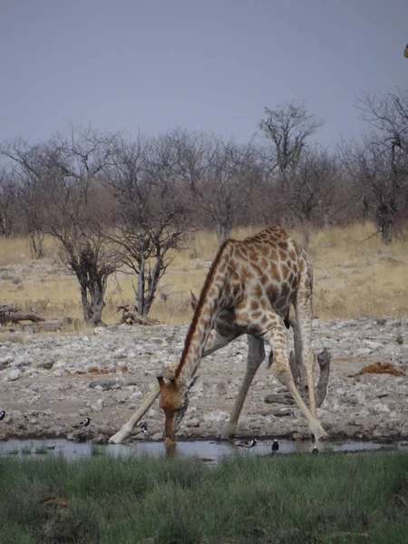 Une Girafe Tient Dans Trou Eau Dans Parc National Etosha — Photo
