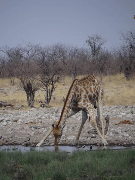 Żyrafa Stoi Przy Wodopoju Parku Narodowym Etosha Namibii Słoneczny Ciepły — Zdjęcie stockowe