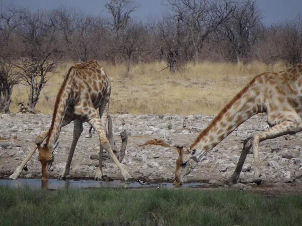 在纳米比亚一个阳光明媚的日子里 一些长颈鹿站在民族国家公园的一个水坑边喝水 — 图库照片