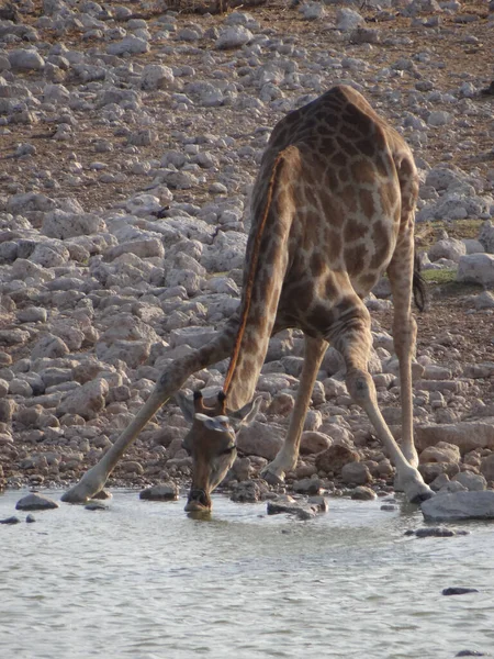 Żyrafa Stoi Przy Wodopoju Parku Narodowym Etosha Namibii Słoneczny Ciepły — Zdjęcie stockowe