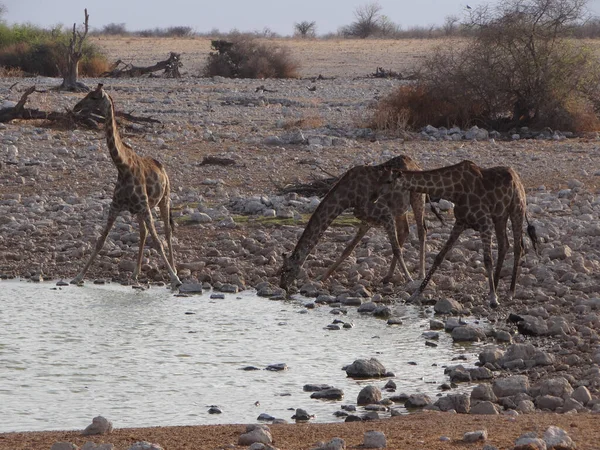 Alcune Giraffe Trovano Una Pozza Acqua Nel Parco Nazionale Ethos — Foto Stock
