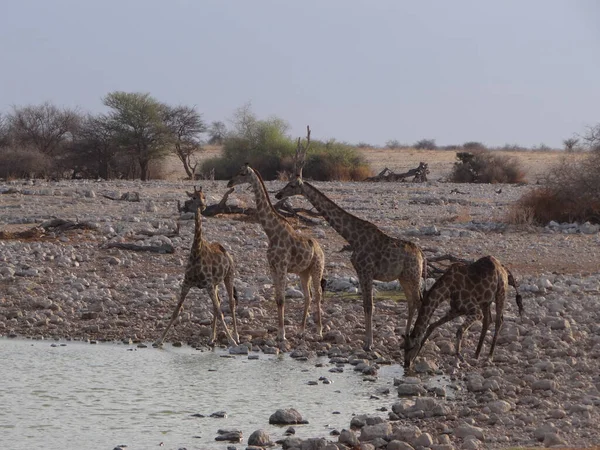 Alcune Giraffe Trovano Una Pozza Acqua Nel Parco Nazionale Ethos — Foto Stock