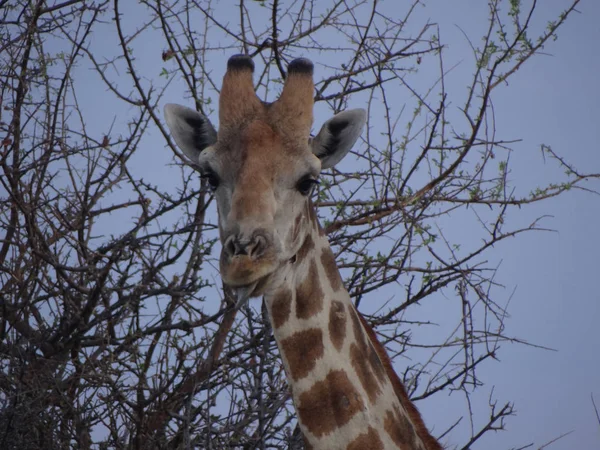 Žirafa Stojí Sama Stepi Národního Parku Etosha Slunečného Podzimního Dne — Stock fotografie