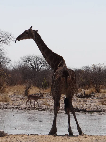 Une Girafe Tient Dans Trou Eau Dans Parc National Etosha — Photo