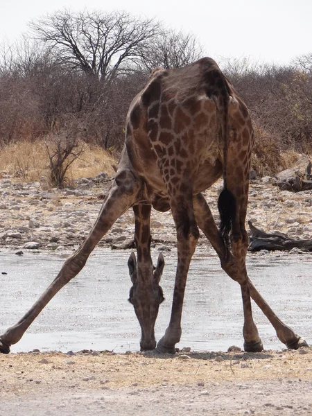 Żyrafa Stoi Przy Wodopoju Parku Narodowym Etosha Namibii Słoneczny Ciepły — Zdjęcie stockowe