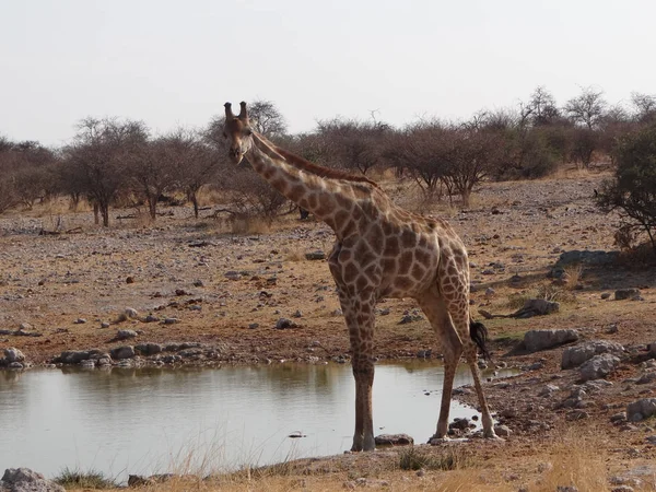 Žirafa Stojí Vodní Díry Národním Parku Etosha Namibii Slunečného Teplého — Stock fotografie