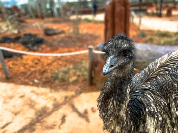 Portrét Emuse Zblízka Curyšské Zoologické Zahradě Krásného Zimního Dne — Stock fotografie