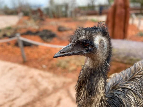 Portrét Emuse Zblízka Curyšské Zoologické Zahradě Krásného Zimního Dne — Stock fotografie