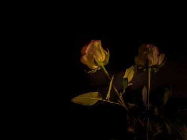 Koyu arkaplanda solmuş iki beyaz gül.