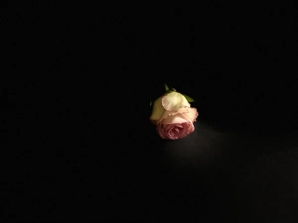 Une Rose Blanche Pâlissante Rose Sur Fond Foncé — Photo