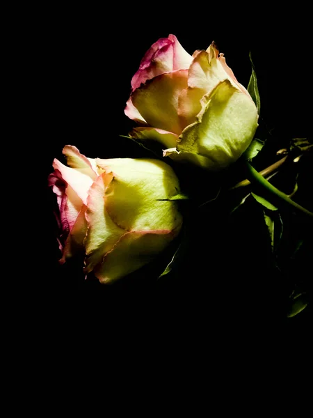 Два Увядающих Розовых Белых Пятна Темном Фоне — стоковое фото
