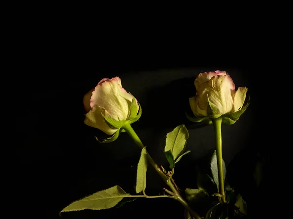 Deux Roses Blanches Roses Pâlissantes Sur Fond Foncé — Photo