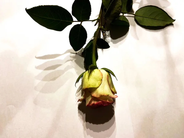 Une Rose Blanche Aux Accents Roses Sur Fond Blanc Doux — Photo