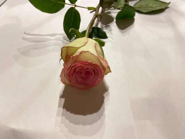 Une Rose Blanche Aux Accents Roses Sur Fond Blanc Doux — Photo