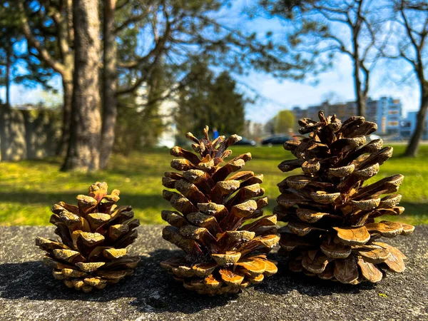 Family Pine Cones Stands Stone Soft Background Sunny Spring Day — Stock Photo, Image