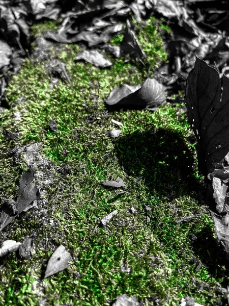 Musgo Verde Exuberante Com Algumas Folhas Auburn — Fotografia de Stock