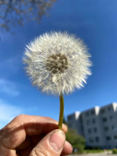 春天阳光灿烂的早晨 蒲公英的种子在蓝天前绽放 — 图库照片