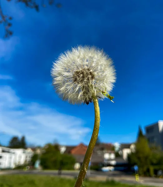 Maskrosfrön Framför Blå Himmel Solig Vårmorgon — Stockfoto