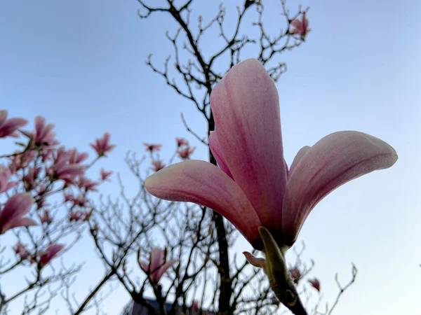 Hermoso Tulipán Magnolia Rosa Contra Cielo Azul Claro Una Mañana — Foto de Stock