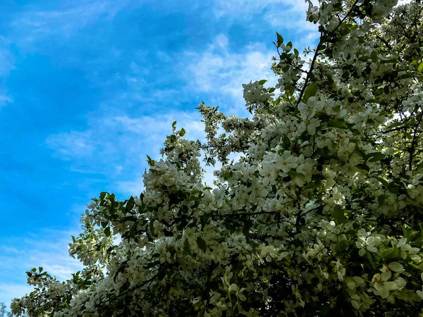 Białe Kwiaty Drzewa Przeciw Jasnemu Błękitnemu Niebu Jako Tło Sfotografowane — Zdjęcie stockowe