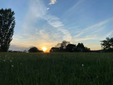 Bir bahar akşamı yemyeşil bir karahindiba otlağının üzerinde gün batımı