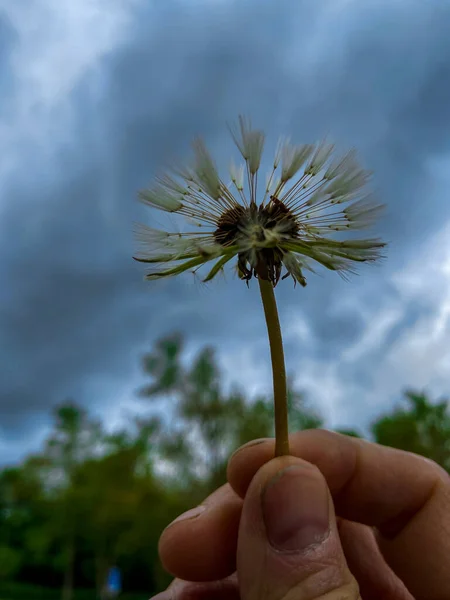 A dandelion in hand Photographed against the sky on a cloudy spring morning