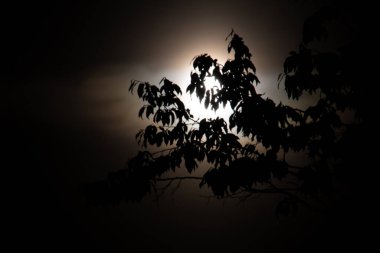 O karanlık gecelerden birinde dolunayın önünde bir dal sallanıyor.