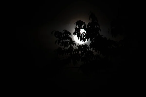 暗い夜に満月の前に枝が垂れている — ストック写真