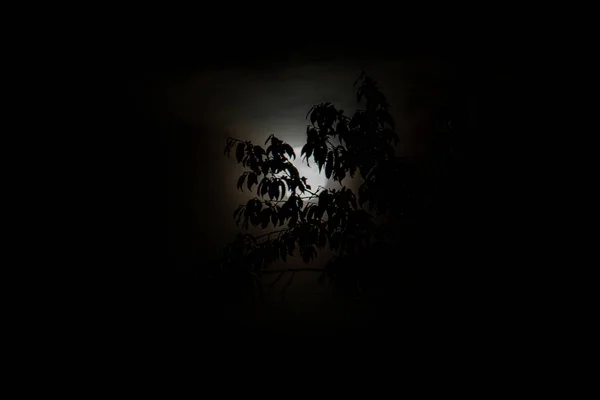 Ramo Pendura Frente Lua Cheia Uma Daquelas Noites Escuras — Fotografia de Stock