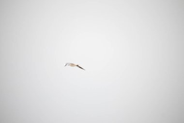 Sisli sonbahar gökyüzünde, denizin üzerinde uçan martılar.