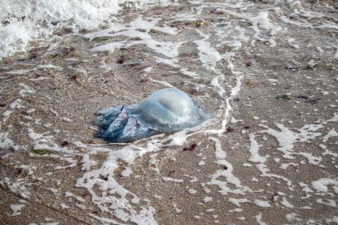 Deniz kıyısında dalgalarla yıkanan büyük bir denizanası.