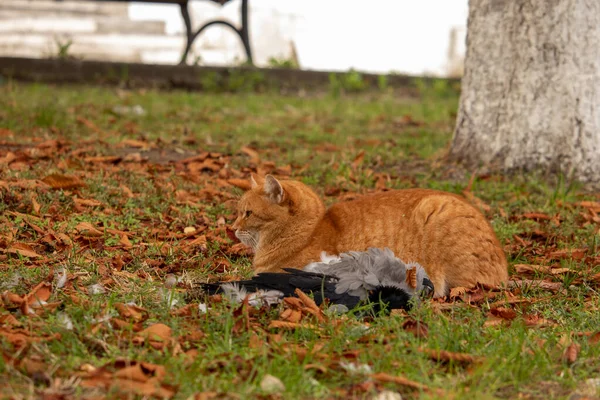 Червоний кіт і мертвий голуб на траві — стокове фото