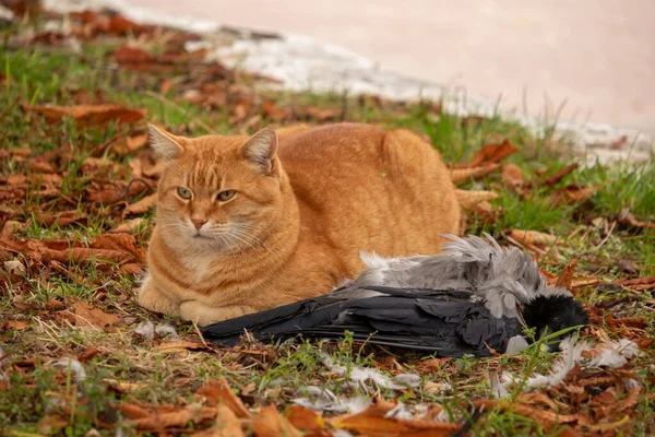 Кіт убив голуба в парку — стокове фото