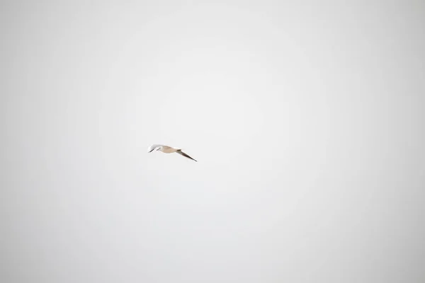Γλάρος που πετά πάνω από τη θάλασσα στον ομιχλώδη φθινοπωρινό ουρανό — Φωτογραφία Αρχείου