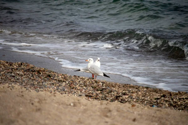 Duas gaivotas no mar pela água no outono — Fotografia de Stock