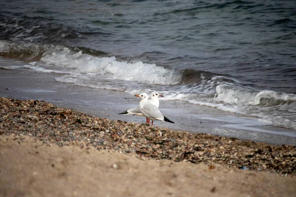 Duas gaivotas no mar pela água no outono — Fotografia de Stock