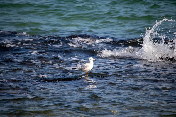 Gaivotas no mar pela água no outono — Fotografia de Stock